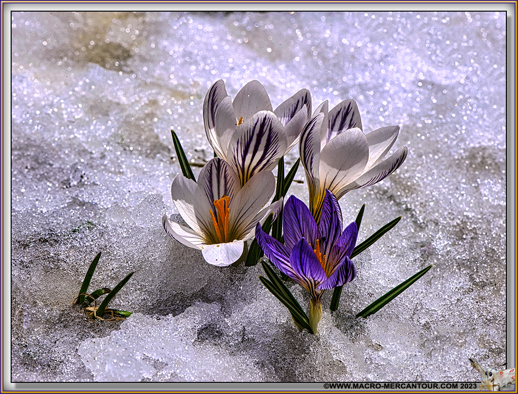 Crocus Versicolor